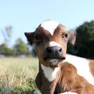 Meet your Posher, Sierra